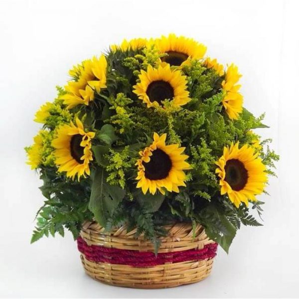 Campo de Girasoles