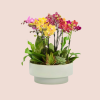Colección Plantas_1