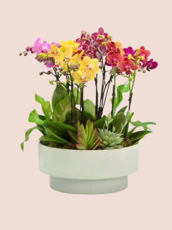 Colección Plantas_1