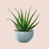 Colección Plantas_3