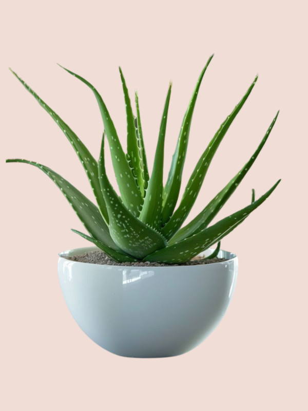 Colección Plantas_3