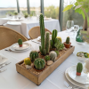Colección Plantas_4