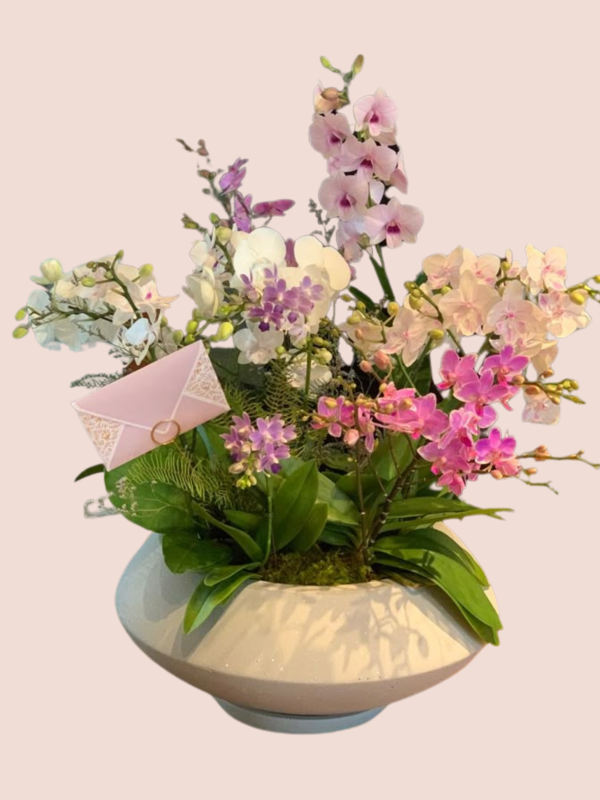 Colección Plantas_5